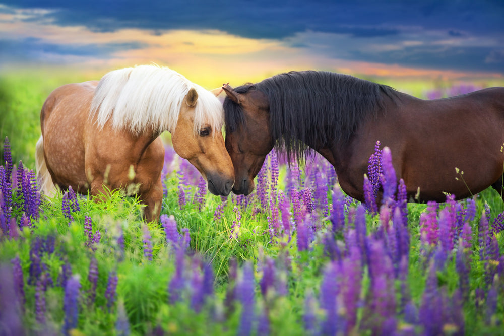 Palomino horse standing in a field of lupine wildflowers Wild Fed lifestyle