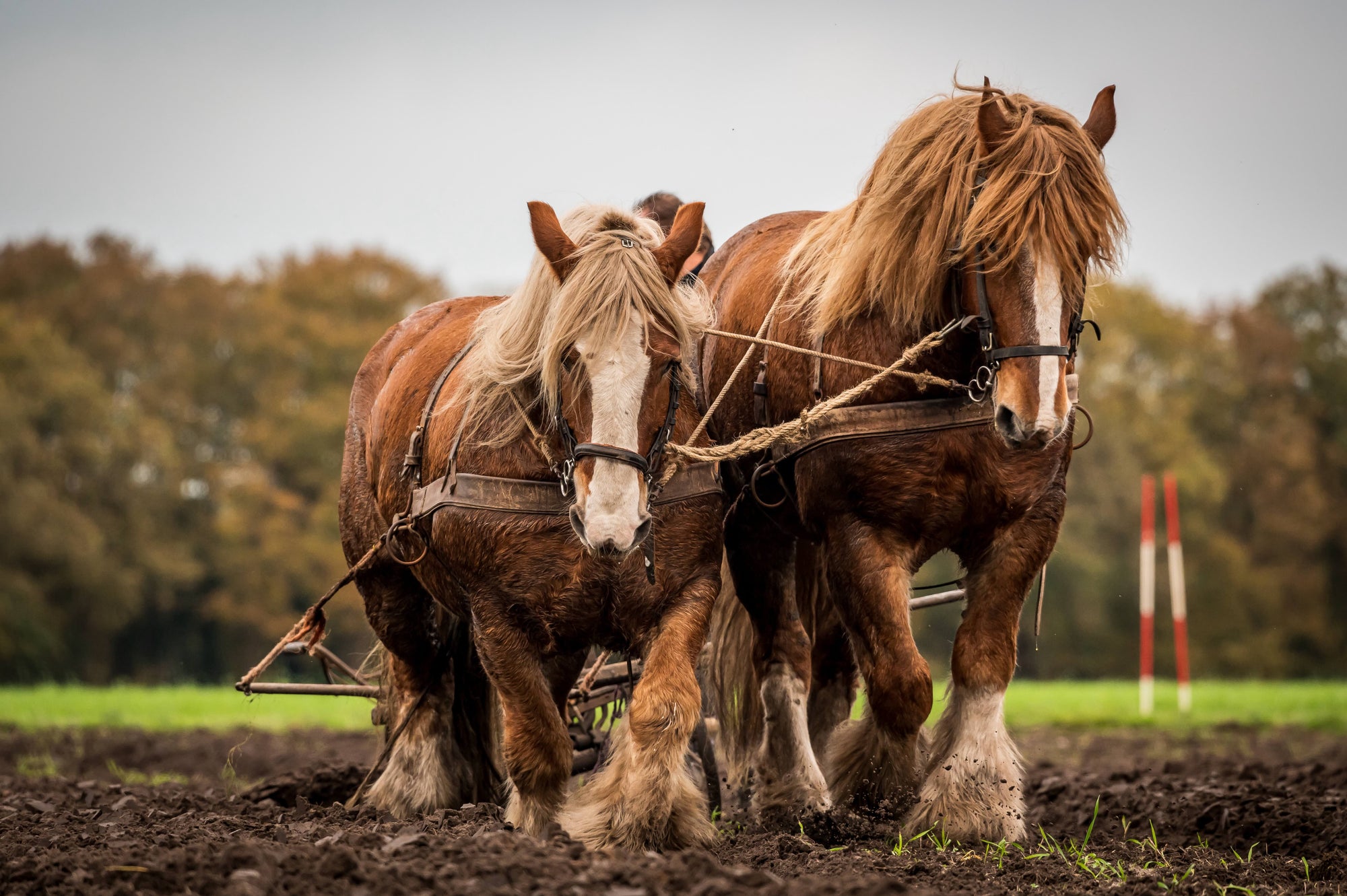 A pair of heavy draft horses with flaxen manes working together across a freshly turned field