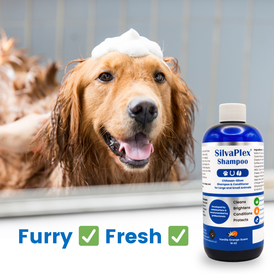 Dog being bathed with SilvaPlex chelated silver shampoo