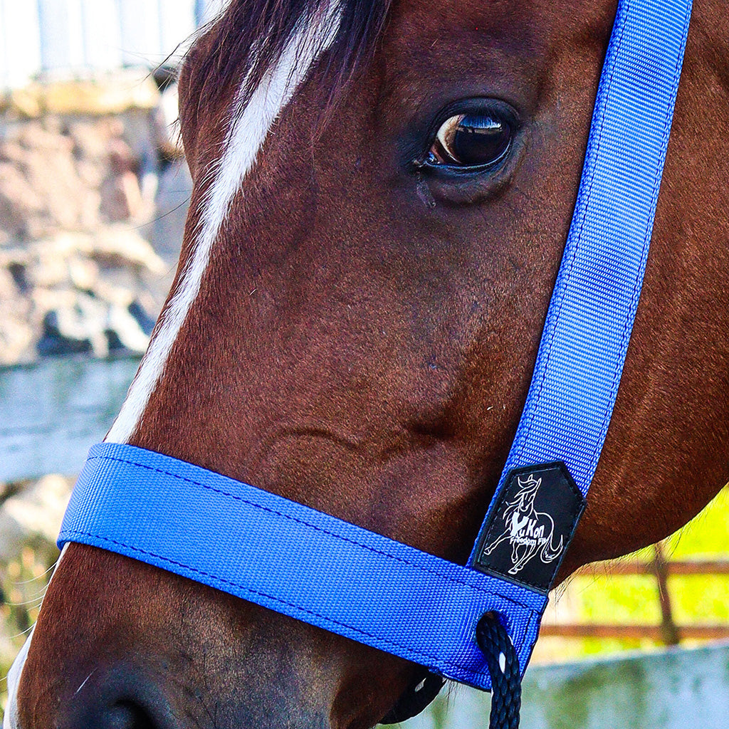 Yukon Quick Fit Halter in royal blue shown fitted on a horse's head