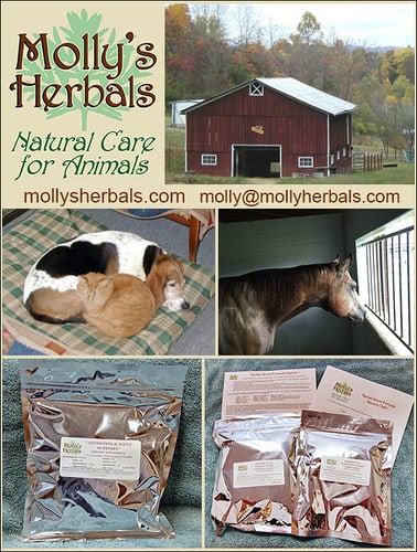 Arthritis & Joint Support and IST — Health ((Immune ST) by Molly's Herbals)