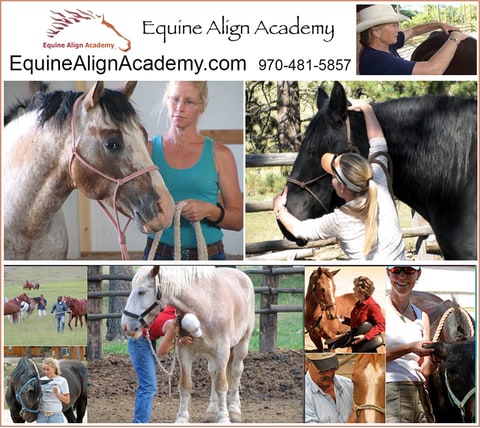 Equine Align Academy — online equine massage and bodywork school with Sara Stenson