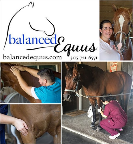 Equine Physiotherapy by Balanced Equus — Health (Physiotherapy's main focus is myofascial release-- which is the thin membrane…)