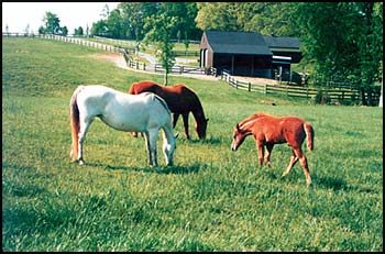 Protect your horse with insurance.