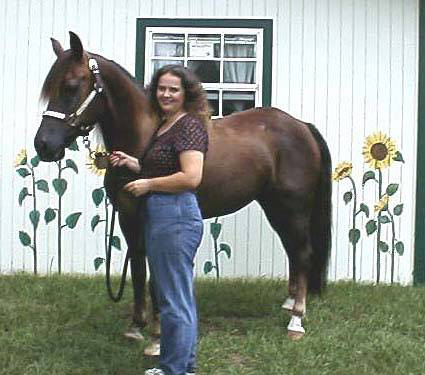 Ann Pruitt with Morgan Horse Splendor
