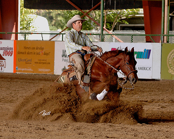 Equine psychology at a higher level. (Primo Photo Credit)