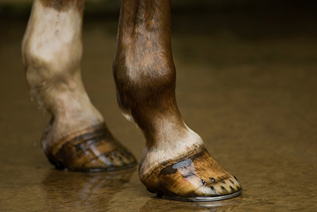 Hoof with Low Heel