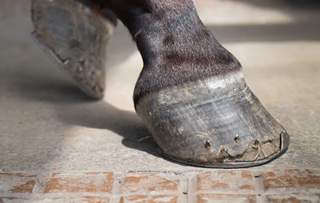 Large hoof cracks