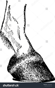 Drawing of Correct Horse Hoof