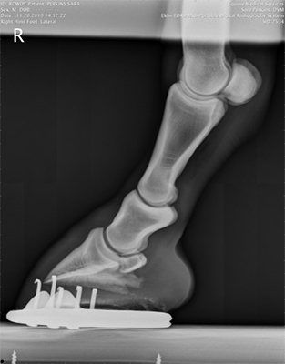 X-Ray showing coffin bone and hoof capsule