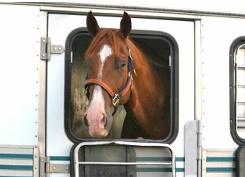 Horse Travel Tips