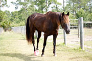 Helping Laminitic Horses