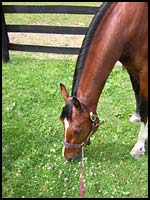 grazing horse