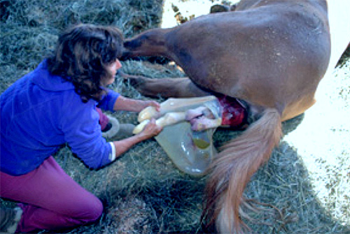 Birth of the foal.
