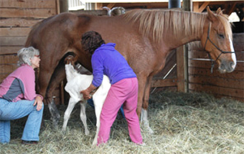 Be supportive of the mare and foal.