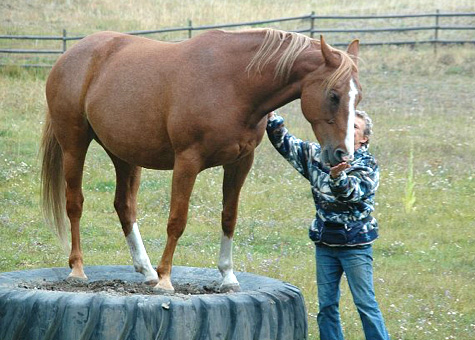 becaoming a trusted friend to your mare.