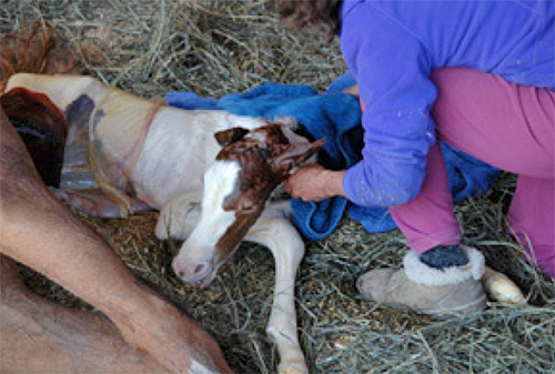 Welcome to the World – Gentle Horse Birthing and Non-Invasive Imprinting. 
