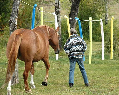 Confidence and partnership with your mare.