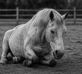 Helping Older Horses Live a Pain Free Life