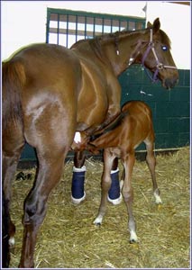 Broodmare Vaccination Chart