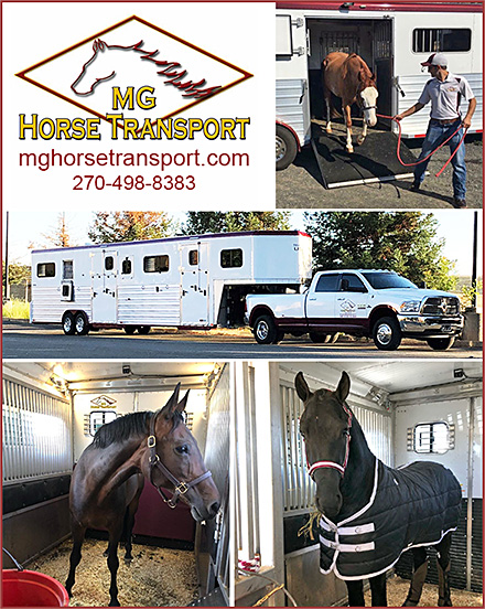 MG Horse Transport Horse Shipping