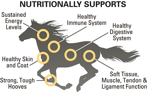 Nutrition Support Chart