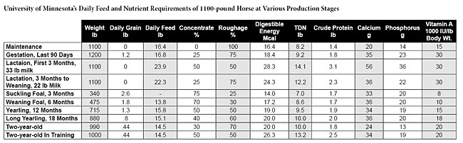 Daily Feed and Nutrition for Horses