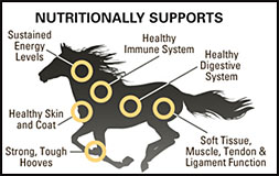 Basic Nutritional Support for Horses