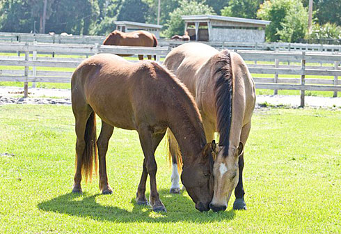 Horses Grazing