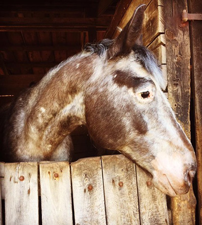 Hands on horse education