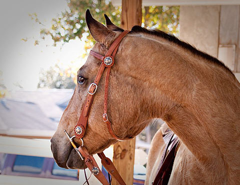 Dream modeling a bridle for Buckaroo Leather in  one of his many product advertising modeling jobs..
