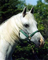 Arabian Horse