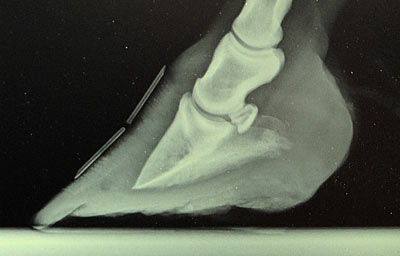 Laminitic hoof before Nolan Hoof Plates. Laminitic hoof before Nolan Hoof Plates.