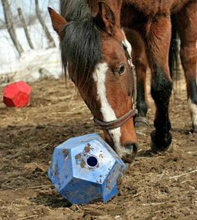 Slow Feeding Horses