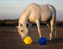 Slow Feeding Your Horse!