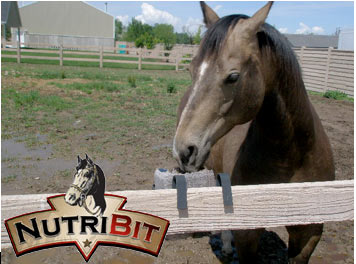 NutriBit article, Horse Electrolytes