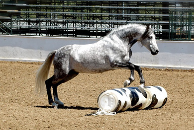 Horse Hoof Maintenance