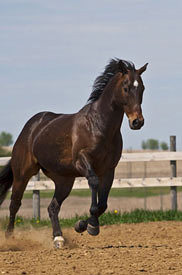 Nutrition is important for horses.