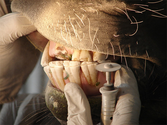 Horse Dentistry