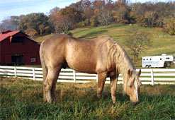 Feeding horses.