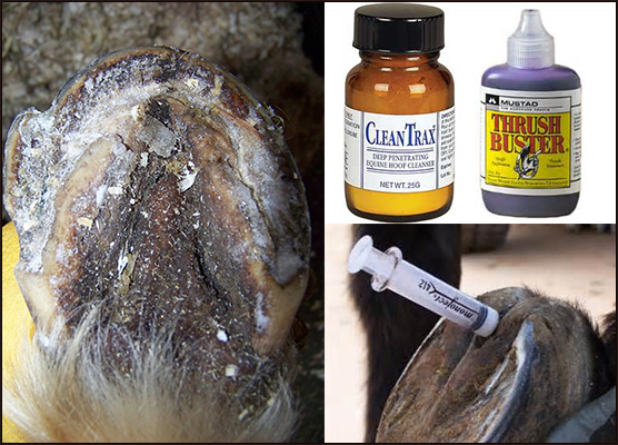 Treating horse hoof thrush