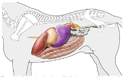 Horse Digestive System