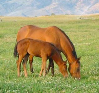 Feeding Horses