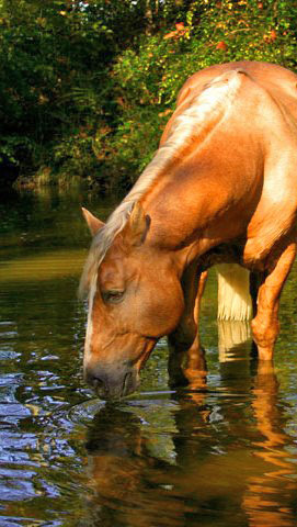 Healthy Horse