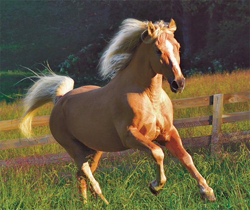 Equine Dentistry