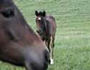 Pregnant mares benefit from flax