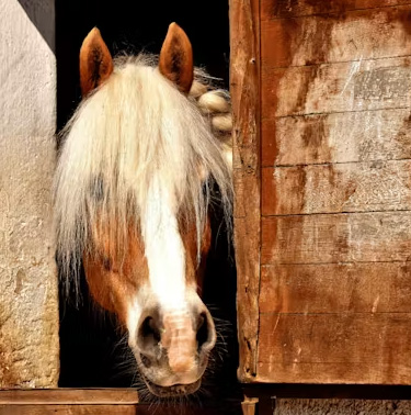 Horse that sweat slightly need support.
