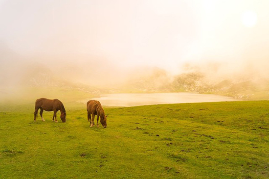 Remove manure from pastures