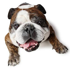 Potty Training your Puppy