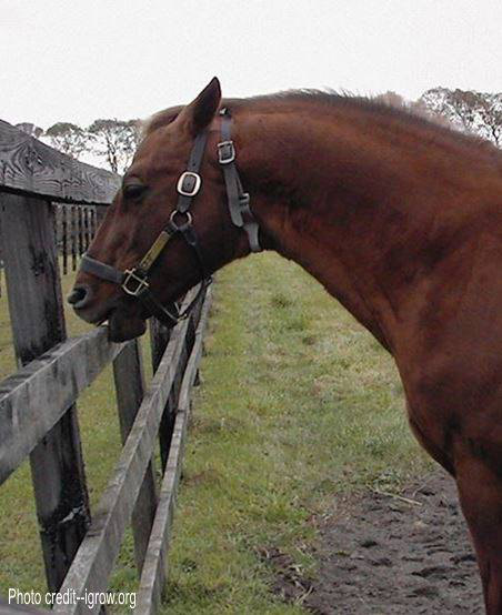 Horse Cribbing